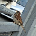 House sparrow in the city Royalty Free Stock Photo