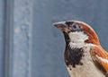 House Sparrow a closer look