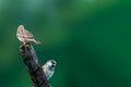 House sparrow Royalty Free Stock Photo