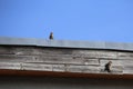 House Sparrow Couple On Roof Royalty Free Stock Photo