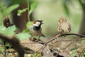 House sparrow Royalty Free Stock Photo