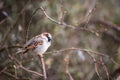 House Sparrow Royalty Free Stock Photo