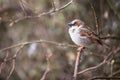 House Sparrow Royalty Free Stock Photo