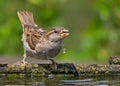 House sparrow drinks water with falling drops from his beak Royalty Free Stock Photo