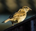 House Sparrow early evening Royalty Free Stock Photo