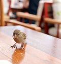 House sparrow eating leftover bread on a restaurant table