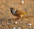 House Sparrow