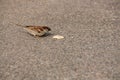 House sparrow eats some bread off the ground Royalty Free Stock Photo