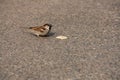 House sparrow eats some bread off the ground Royalty Free Stock Photo