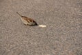 House sparrow eats some bread off the ground Royalty Free Stock Photo