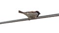 House Sparrow on electric wire Royalty Free Stock Photo