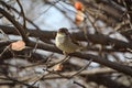 House sparrow in fall at Moose Jaw Royalty Free Stock Photo