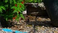 House Sparrow feeding its two young fledglings on the ground