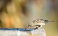 House Sparrow female is drinking Royalty Free Stock Photo