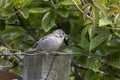 The house sparrow female Passer domesticus.