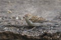 House Sparrow female passer domesticus