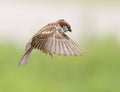 House sparrow in flight