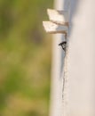 House Sparrow at home