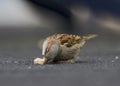 House Sparrow, Huismus, Passer domesticus