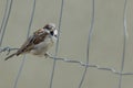 House sparrow on an iron wire Royalty Free Stock Photo