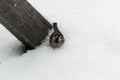 House sparrow (lat. Passer domesticus) sits near a wooden board in the snow in winter. Close-up photo. Royalty Free Stock Photo