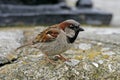 House Sparrow (male) Royalty Free Stock Photo