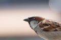 House sparrow. Male bird in close up profile with plain background copy space.