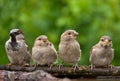 House sparrow male with his children perched together in frame Royalty Free Stock Photo