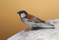 House Sparrow