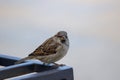 House sparrow on a metal construction looking at the camera