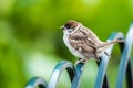 House Sparrow on a metal fence