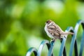House Sparrow on a metal fence