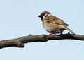 House Sparrow - (Passer domesticus) Royalty Free Stock Photo