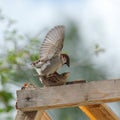 House Sparrow, Passer domesticus Royalty Free Stock Photo