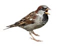 House Sparrow, Passer domesticus