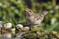 House Sparrow (Passer domesticus) Royalty Free Stock Photo