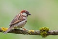House Sparrow (Passer domesticus). Royalty Free Stock Photo