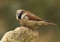 House Sparrow - (Passer domesticus) Royalty Free Stock Photo