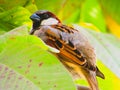 The house sparrow Passer domesticus  Or gauraiya. It s a bird of the sparrow family Passeridae, found in most parts of the world Royalty Free Stock Photo