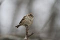 A Female House Sparrow sitting Atop a dead branch - Passer domesticus Royalty Free Stock Photo