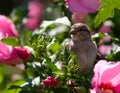 House Sparrow Passer Domesticus Bird Portrait Leaf
