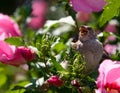 House Sparrow Passer Domesticus Bird Portrait Mouth