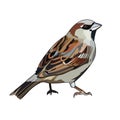 House sparrow (Passer-domestics) bird, red listed bird vector illustration clip art