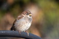 House Sparrow Passer domesticus on a chair metal city urban small bird sharp focus bokeh space for text green leaves