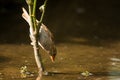 House Sparrow Passer domesticus drinking at a bird bath Royalty Free Stock Photo