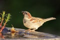 House Sparrow Passer domesticus Royalty Free Stock Photo