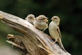 A House sparrow Passer domesticus feline feeding the baby