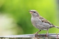 House Sparrow (Passer domesticus) Royalty Free Stock Photo