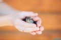 House Sparrow Passer Domesticus On Fence Royalty Free Stock Photo