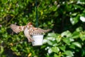 House sparrow Passer domesticus landing on garden bird feeder Royalty Free Stock Photo